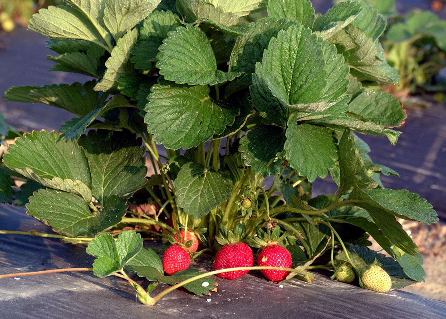 Improving Irrigation Water Safety for Strawberries Using Surfactant-Modified Zeolite Filtration